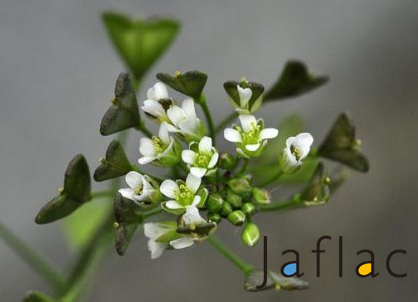 10450175_639803572782447_8506421568390564089_n